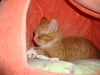 CARA, TANGERINE KITTEN