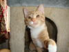 CARA, TANGERINE KITTEN