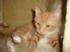 CARA, TANGERINE KITTEN