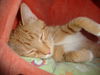 CARA, TANGERINE KITTEN