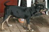 Seth - Coonhound/Boxer Mix