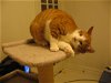 Twinkie Terrific - Adaptable Lap Cat!