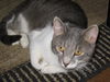 Charlie Charming - Lovable lap cat!