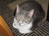 Charlie Charming - Lovable lap cat!