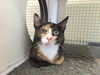 Lexus-Visit me @ The Blue Dog Pet Store