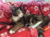 Lexus-Visit me @ The Blue Dog Pet Store
