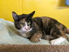 Lexus-Visit me @ The Blue Dog Pet Store
