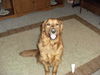 Alex(ADOPTED WITH HIS BROTHER!):D