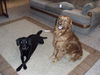 Alex(ADOPTED WITH HIS BROTHER!):D