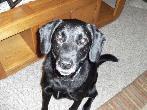 Harry(ADOPTED WITH HIS BROTHER!)