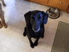Harry(ADOPTED WITH HIS BROTHER!)