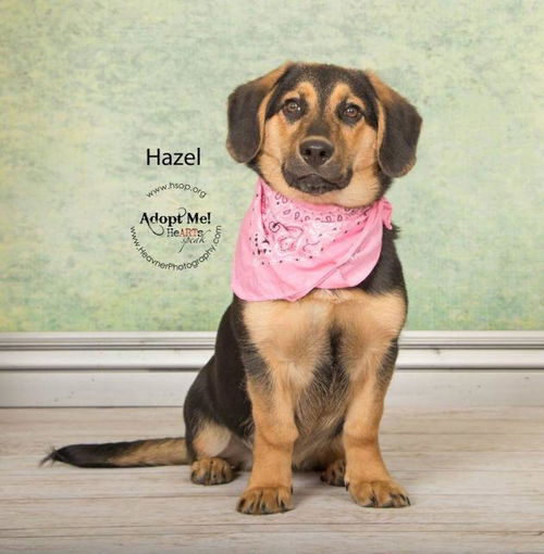 Hazel