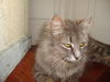 GINA, Beautiful Long Hair Gal @ Pet Valu!