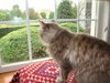 GINA, Beautiful Long Hair Gal @ Pet Valu!