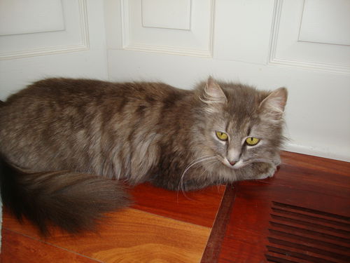 GINA, Beautiful Long Hair Gal @ Pet Valu!