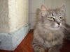 GINA, Beautiful Long Hair Gal @ Pet Valu!