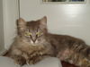 GINA, Beautiful Long Hair Gal @ Pet Valu!