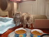 GINA, Beautiful Long Hair Gal @ Pet Valu!