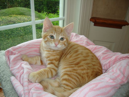 RALPHIE the KITTEN