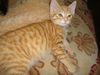 RALPHIE the KITTEN
