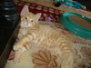 RALPHIE the KITTEN