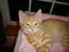RALPHIE the KITTEN