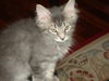 GEORGIE the KITTEN