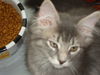 GEORGIE the KITTEN