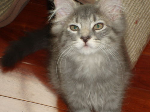 GEORGIE the KITTEN