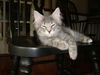 GEORGIE the KITTEN