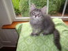 GEORGIE the KITTEN