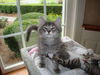 GEORGIE the KITTEN