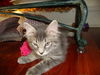 GEORGIE the KITTEN