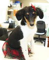 Tani