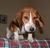 Maggie