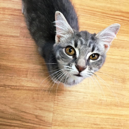 Carly Kitten