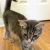 Carly Kitten