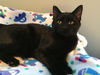 NATHAN, At West Shore Petco