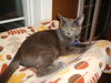 EMMIE, Social Older kitten, Meet me at BLUE DOG