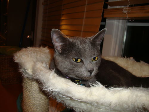 EMMIE, Social Older kitten, Meet me at BLUE DOG