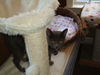 EMMIE, Social Older kitten, Meet me at BLUE DOG