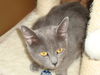 EMMIE, Social Older kitten, Meet me at BLUE DOG