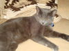 EMMIE, Social Older kitten, Meet me at BLUE DOG