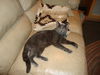 EMMIE, Social Older kitten, Meet me at BLUE DOG