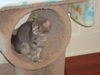 CIERRA, Sweet kitten-Come See Me At Petco!