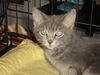 CIERRA, Sweet kitten-Come See Me At Petco!