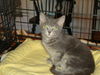 CIERRA, Sweet kitten-Come See Me At Petco!