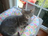 CIERRA, Sweet kitten-Come See Me At Petco!