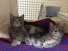 CIERRA, Sweet kitten-Come See Me At Petco!