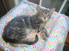 CARITA, Sweet Kitten-Come See Me At Petco!